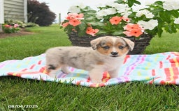 Welsh Corgi Pembroke dogs for sale: Toffee - Image 3