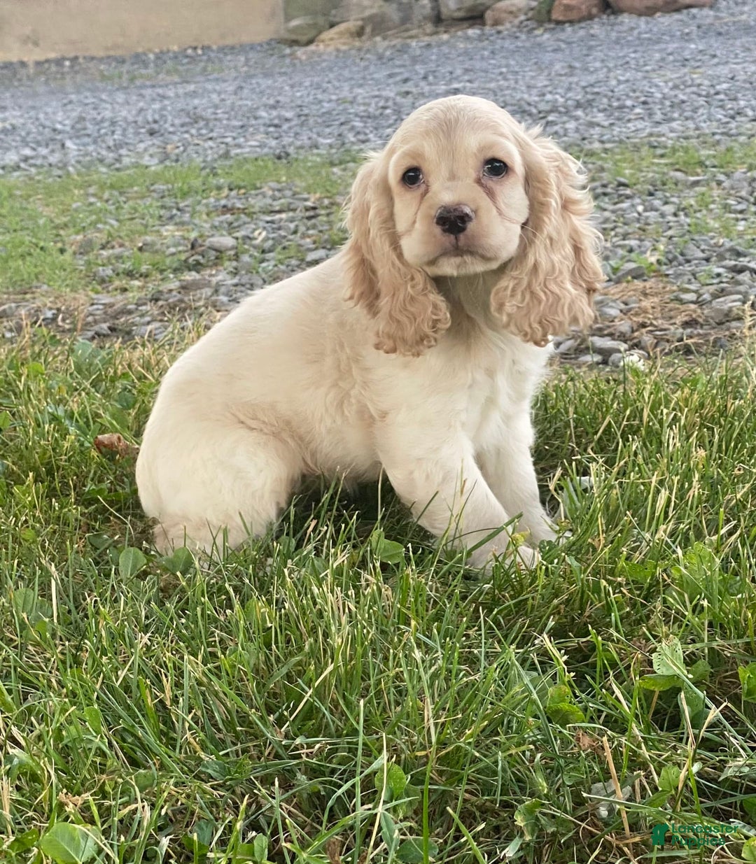 Cocker Spaniel dogs for sale: Oliver - Image 2