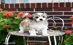 Malshi dogs for sale: Christopher - Image 3