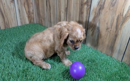 Cavalier King Charles Spaniel dogs for sale: Lucy Girl 3 - Image 9