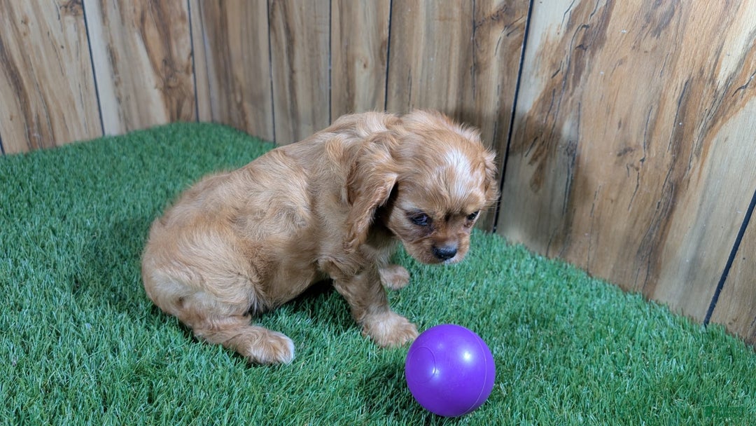 Cavalier King Charles Spaniel dogs for sale: Lucy Girl 3 - Image 9