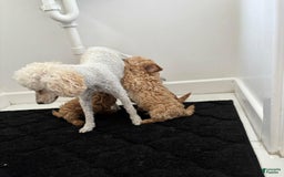 Toy Poodle dogs for sale: Queen - Image 6