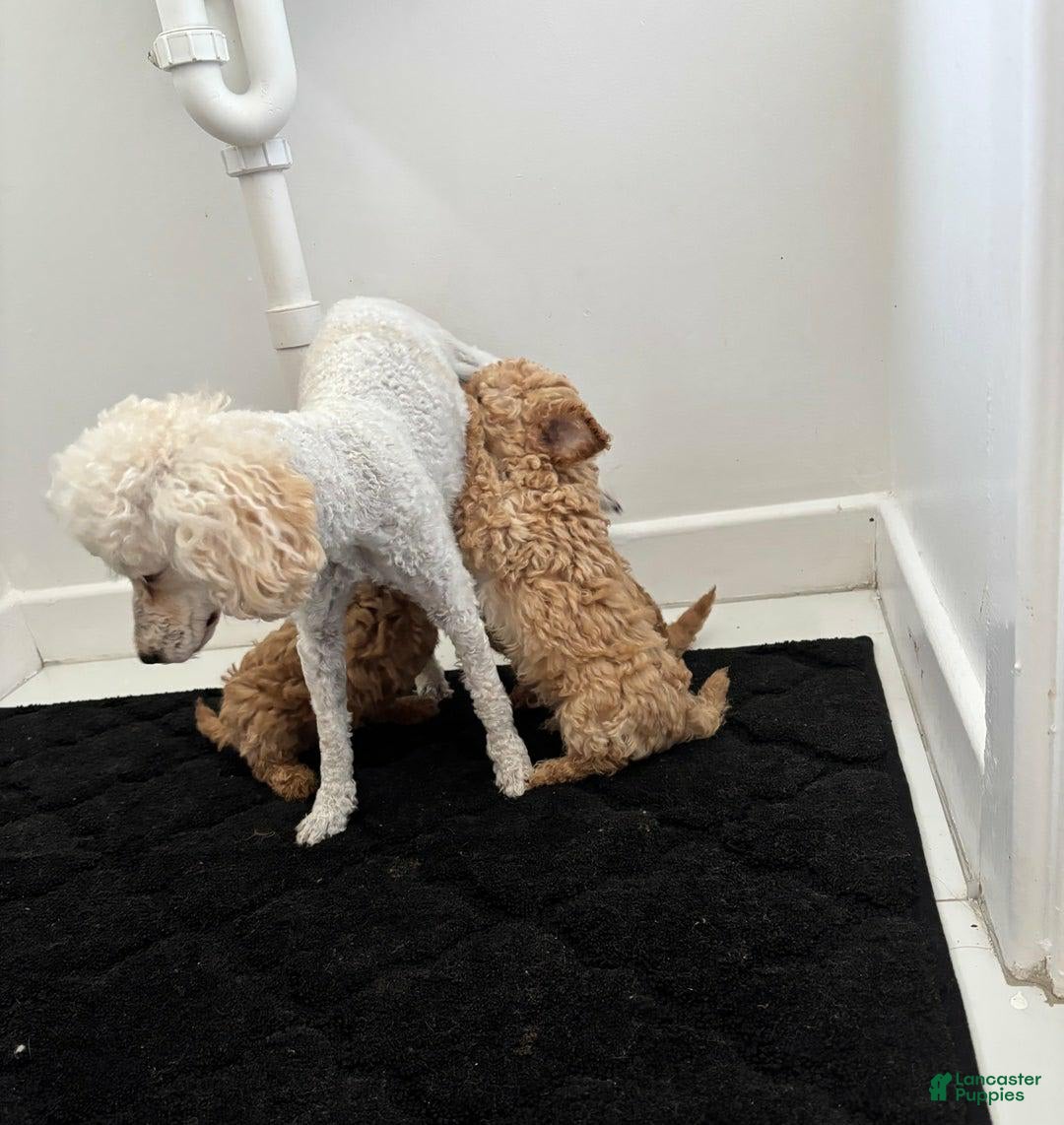 Toy Poodle dogs for sale: Queen - Image 6