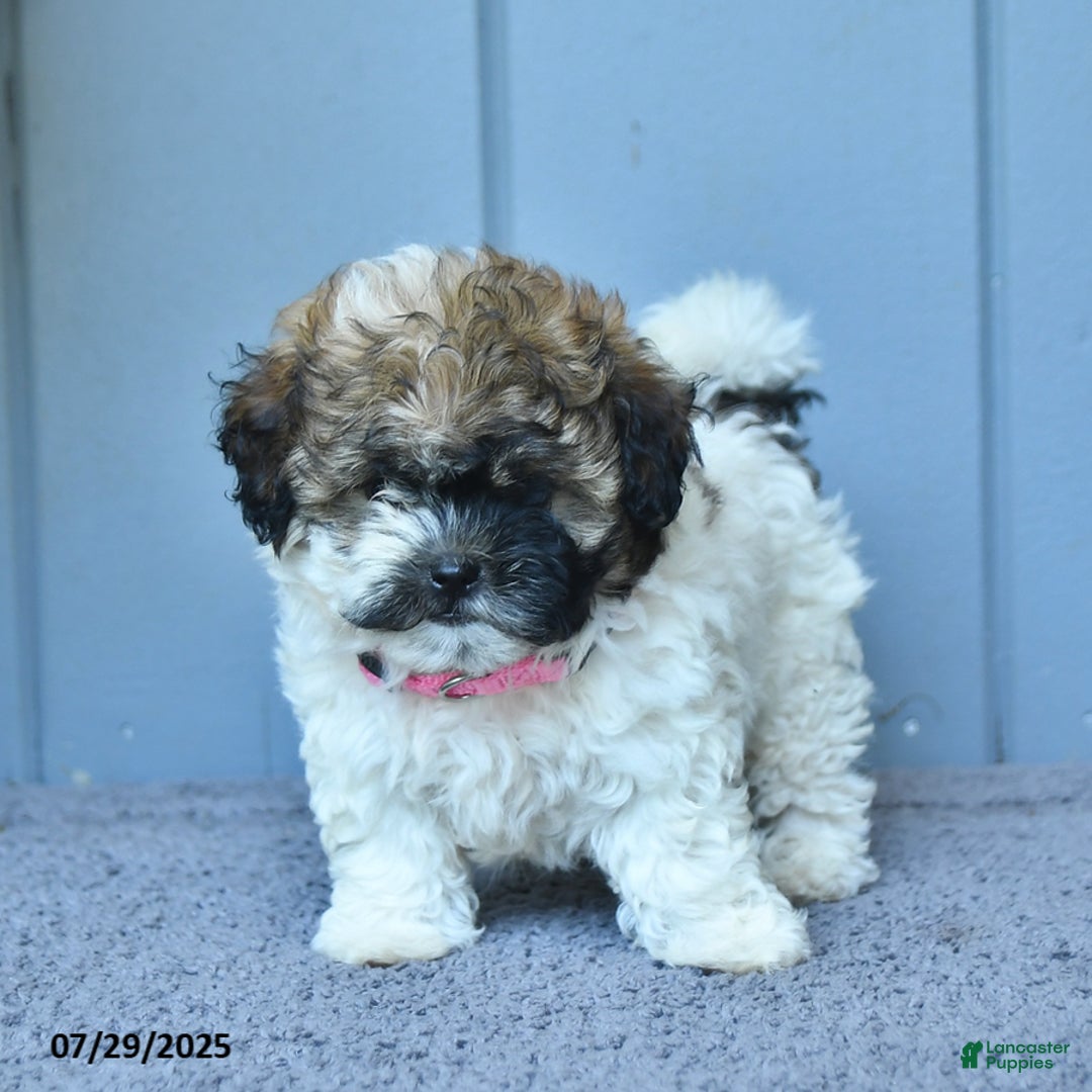 Shihpoo dogs for sale: Holly - Image 5