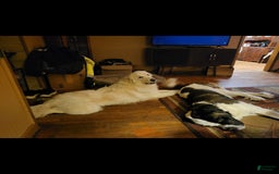 Saint Bernard dogs for sale: Max - Image 8