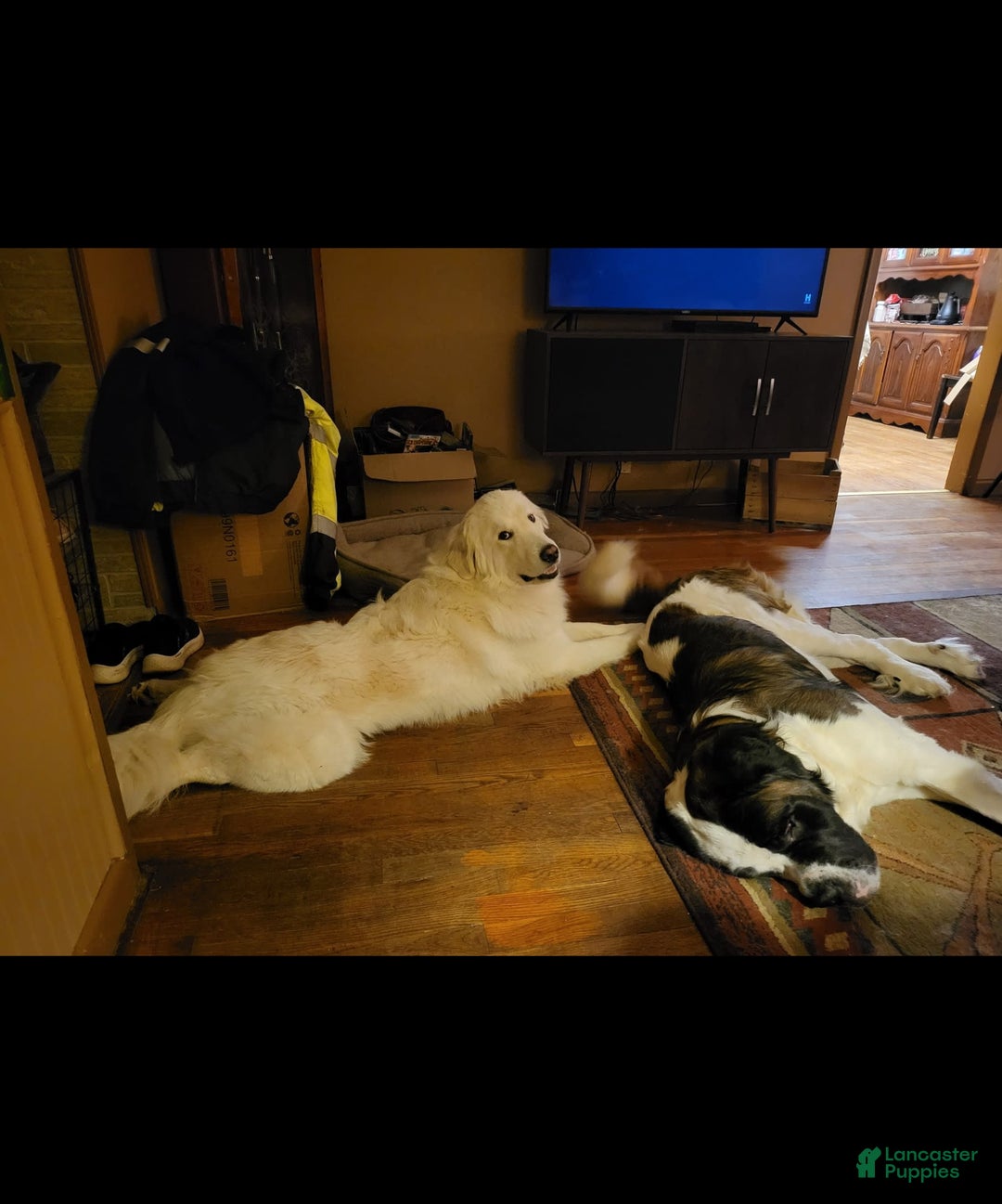 Saint Bernard dogs for sale: Max - Image 8