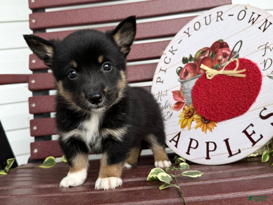 Shiba Inu dogs for sale: Emery - Image 3