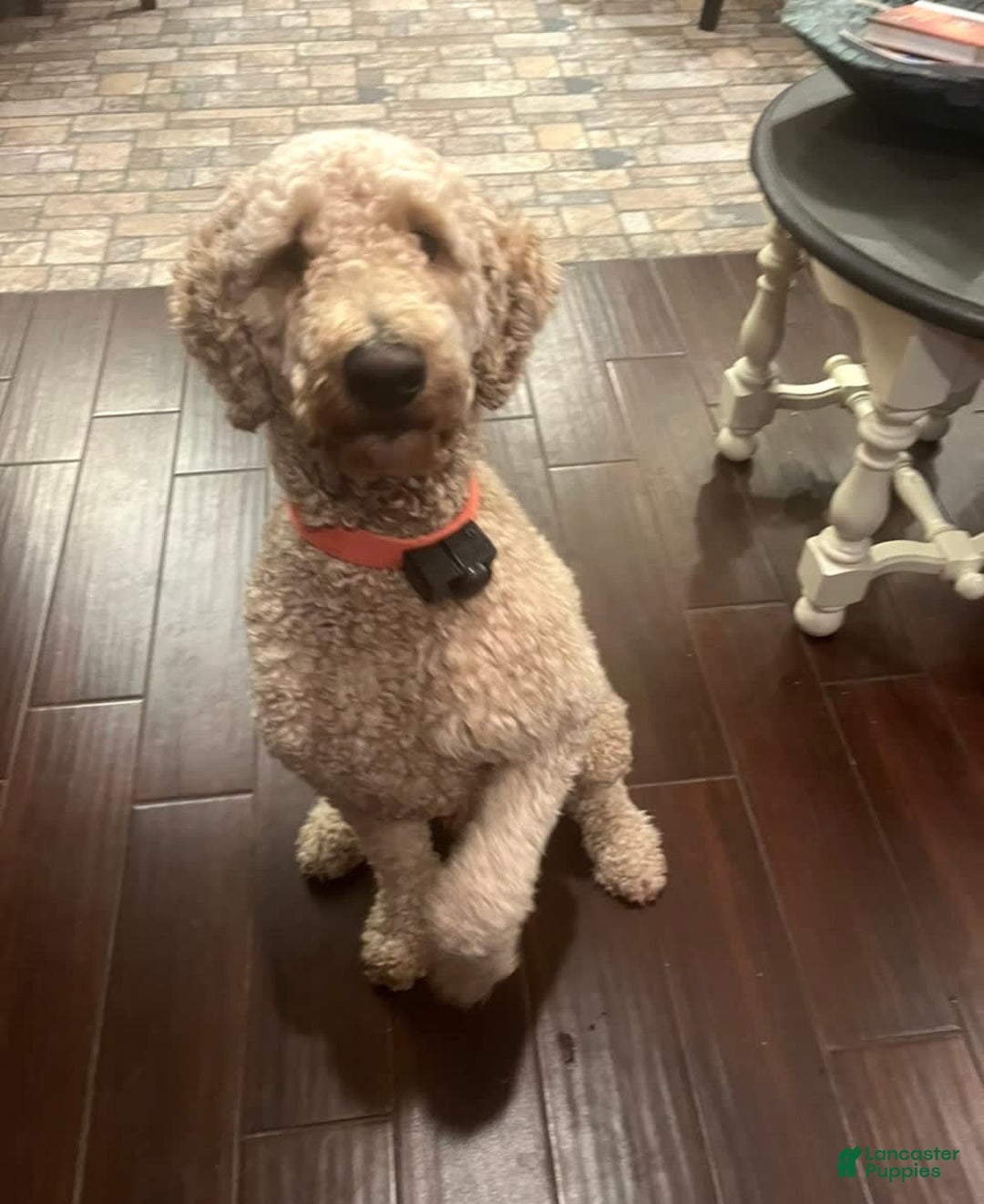 Goldendoodle dogs for sale: Scud - Image 3