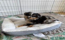 Australian Shepherd dogs for sale: Toy Size Mink - Image 4