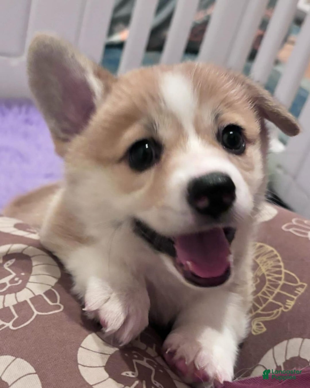 Welsh Corgi Pembroke dogs for sale: Mika - Image 3