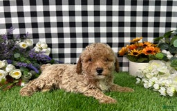 Miniature Poodle dogs for sale: Boomer - Image 1