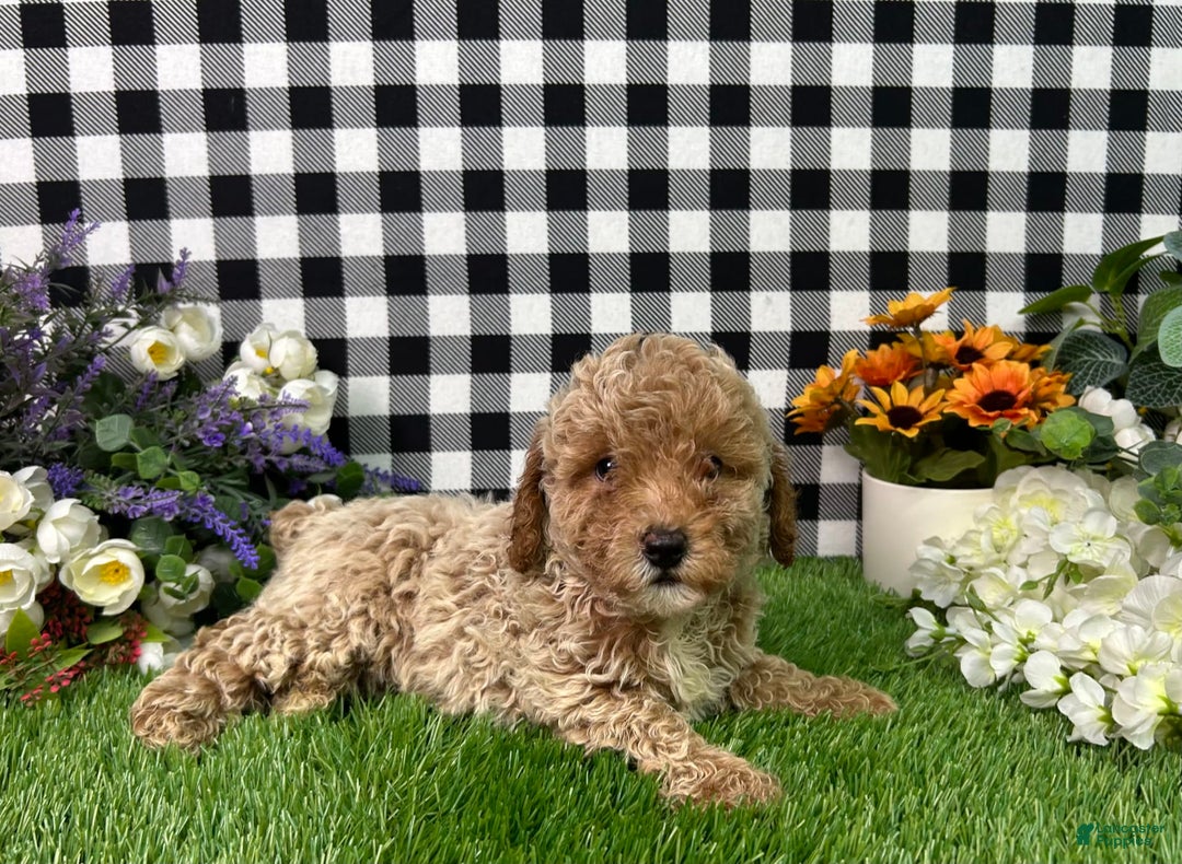 Miniature Poodle dogs for sale: Boomer - Image 1