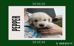 Golden Retriever dogs for sale: Pepper - Image 1