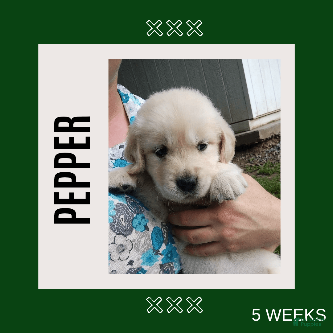Golden Retriever dogs for sale: Pepper - Image 1