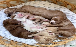 Goldendoodle dogs for sale: Charlotte - Image 16