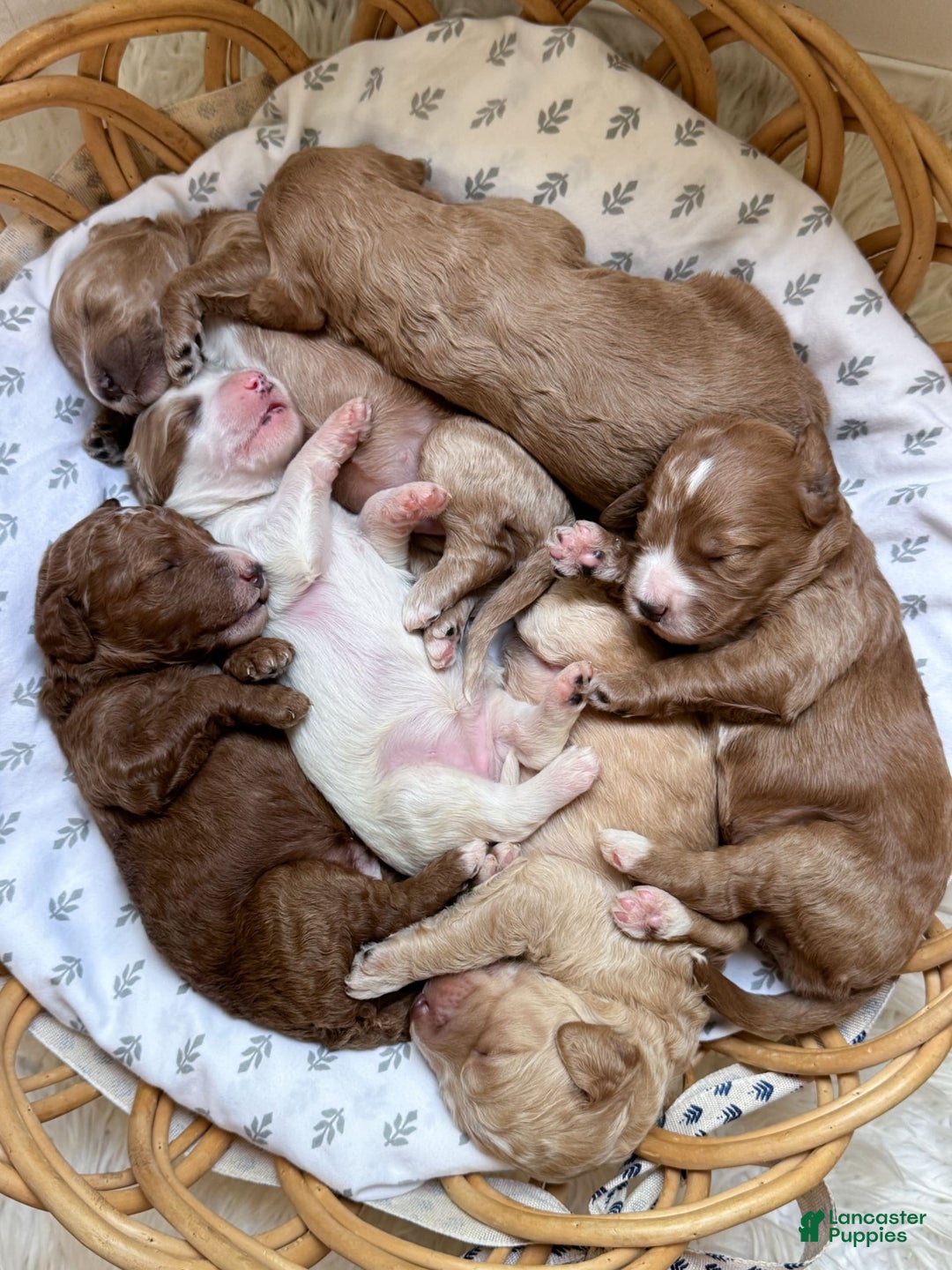 Goldendoodle dogs for sale: Charlotte - Image 16