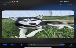 Siberian Husky dogs for sale: Apollo - Image 5