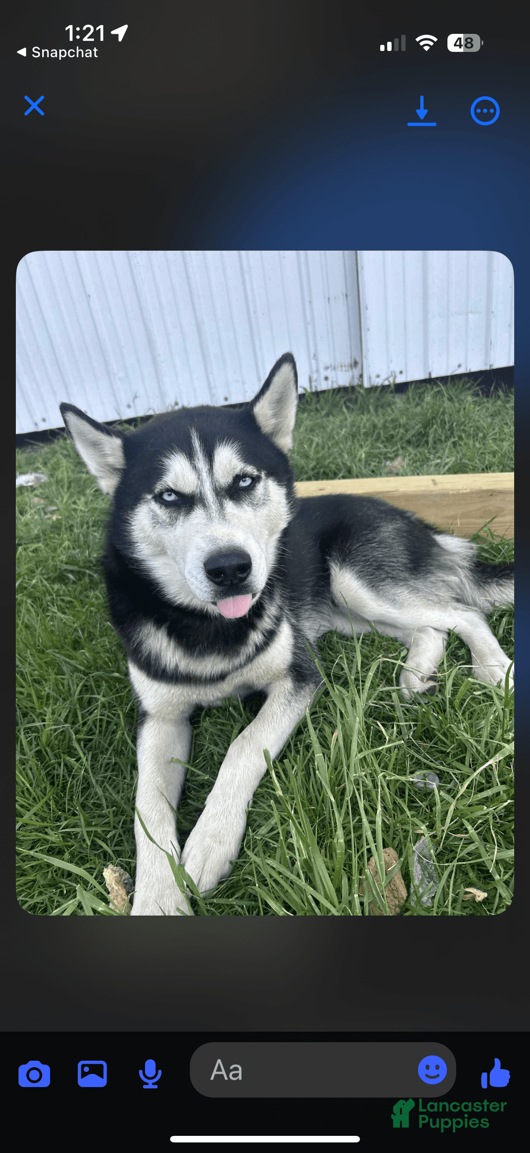Siberian Husky dogs for sale: Apollo - Image 5