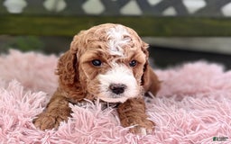 Cavapoo dogs for sale: Braxton - Image 8