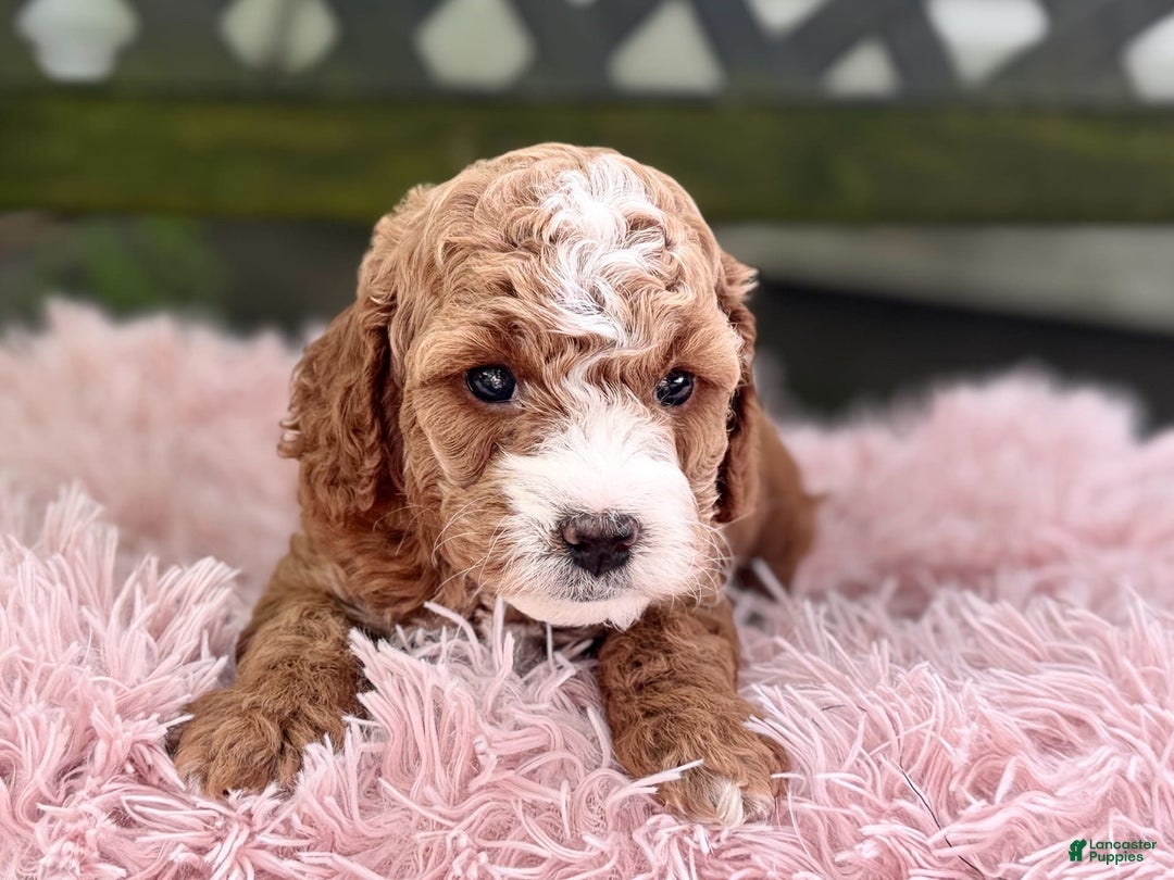 Cavapoo dogs for sale: Braxton - Image 8