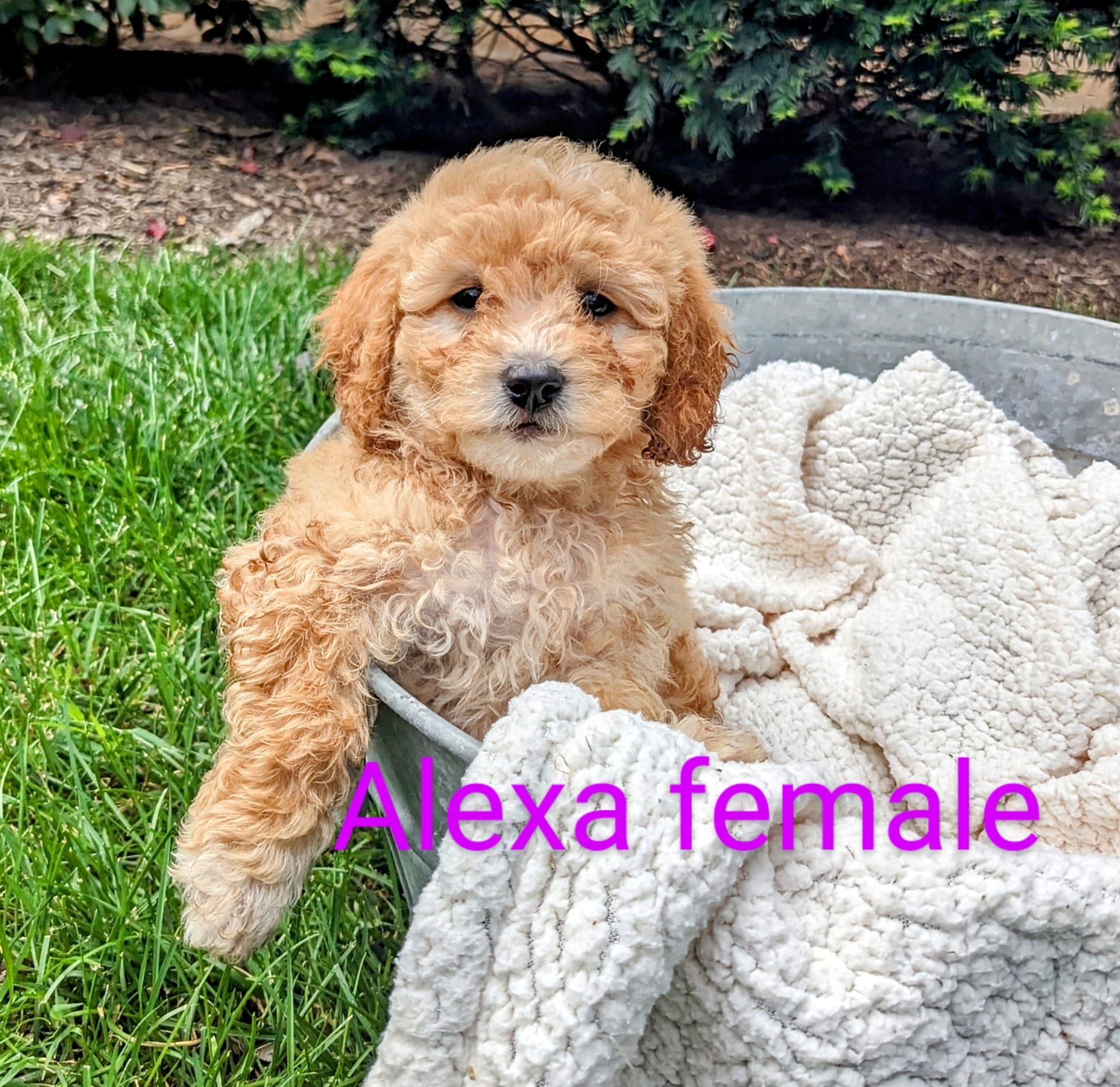Mini Goldendoodle dogs for sale: Alexa - Image 5