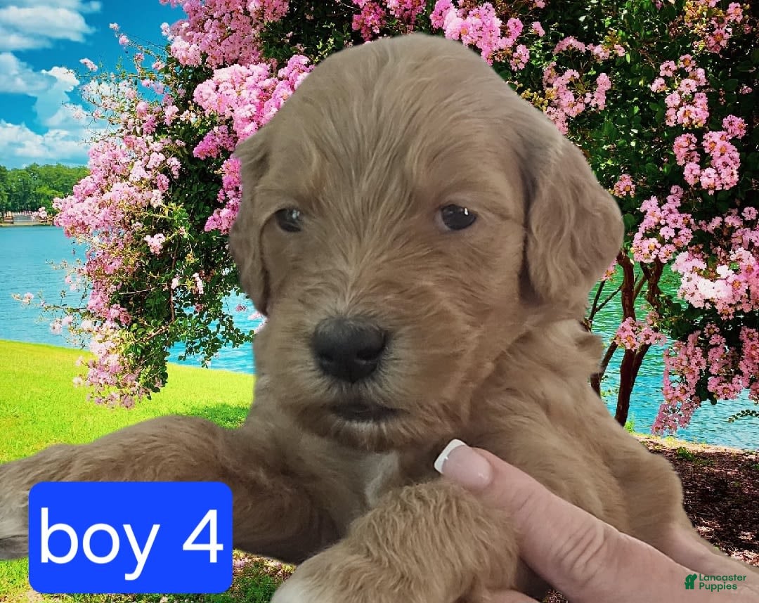 Goldendoodle dogs for sale: Max - Image 6