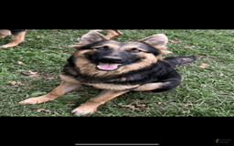 German Shepherd dogs for sale: Allure - Image 3