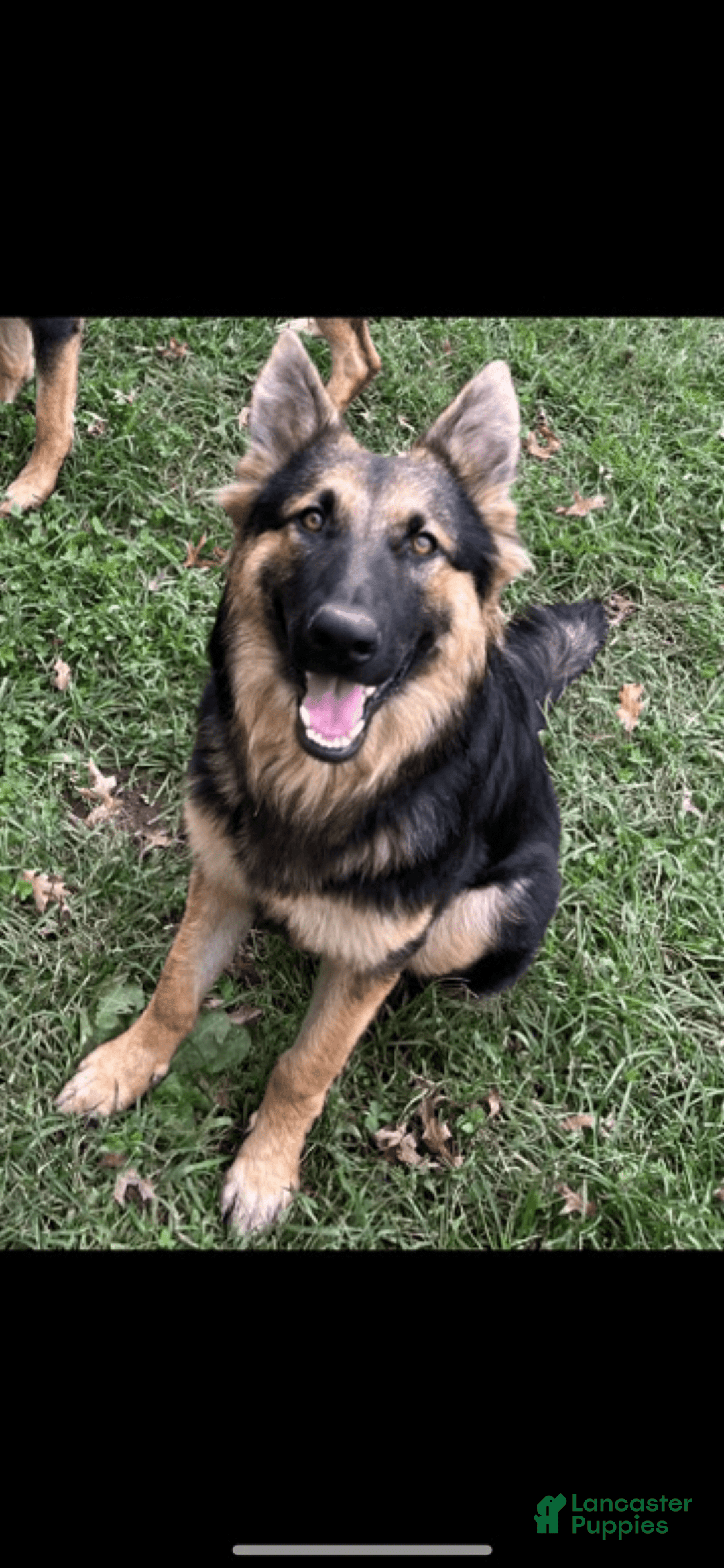 German Shepherd dogs for sale: Allure - Image 3