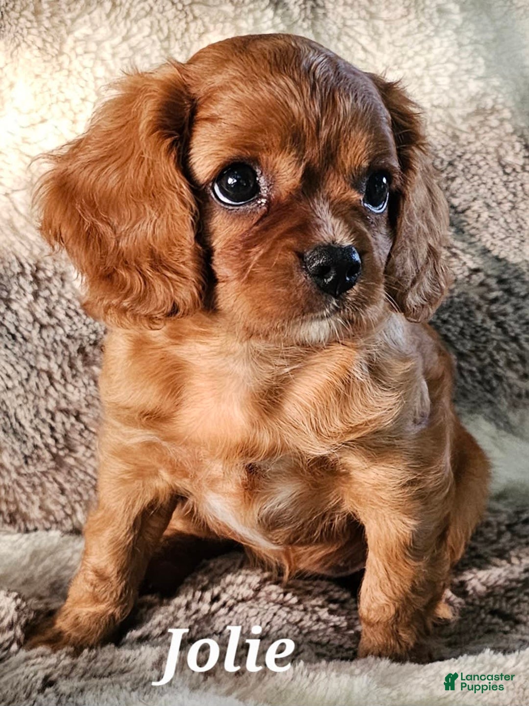 Cavalier King Charles Spaniel dogs for sale: Jolie - Image 3