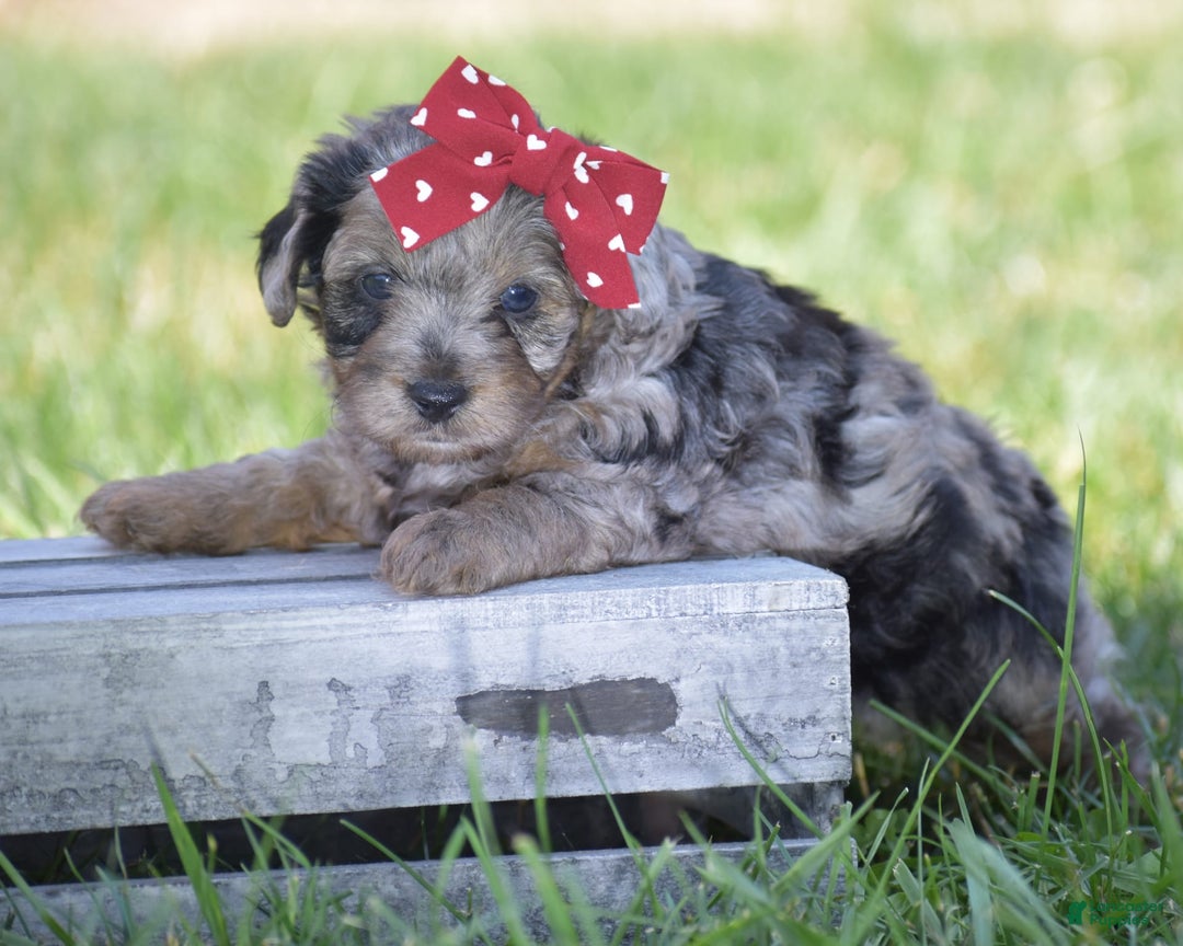 Yorkiepoo dogs for sale: Pluto - Image 10