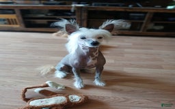 Chinese Crested dogs for sale: Teddy - Image 16