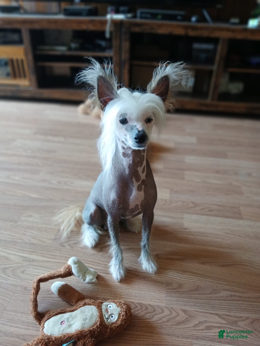 Chinese Crested dogs for sale: Teddy - Image 16