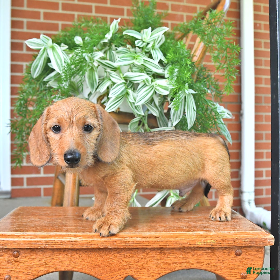 Miniature Dachshund dogs for sale: Tyler - Image 2