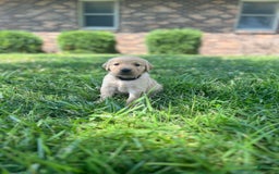 Golden Retriever dogs for sale: Black - Image 1