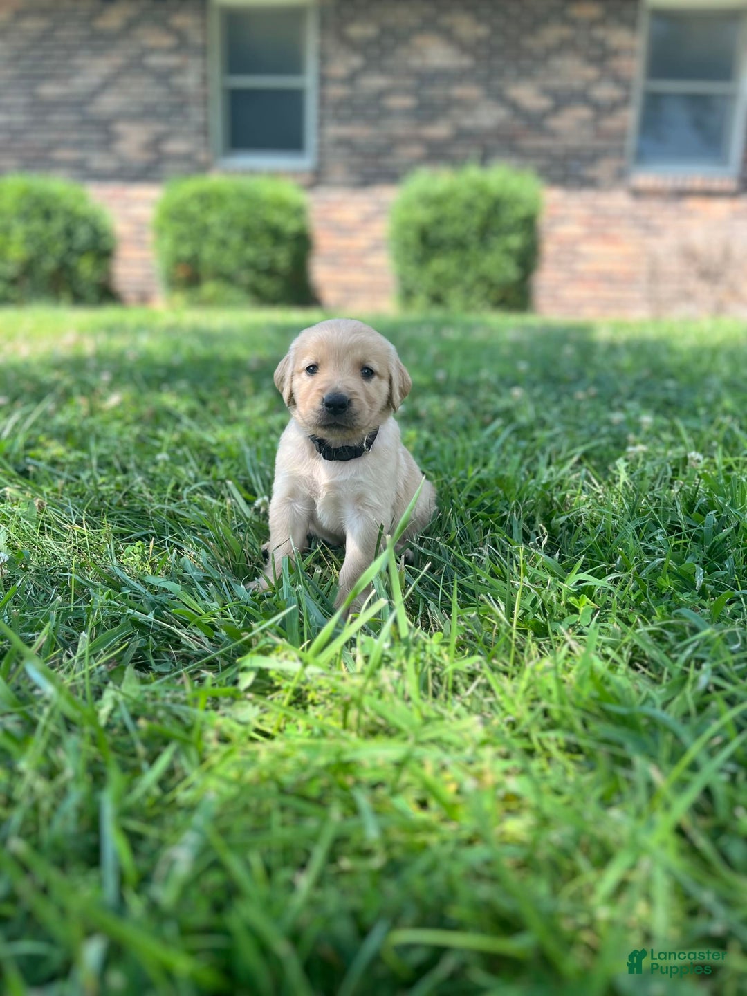 Golden Retriever dogs for sale: Black - Image 1