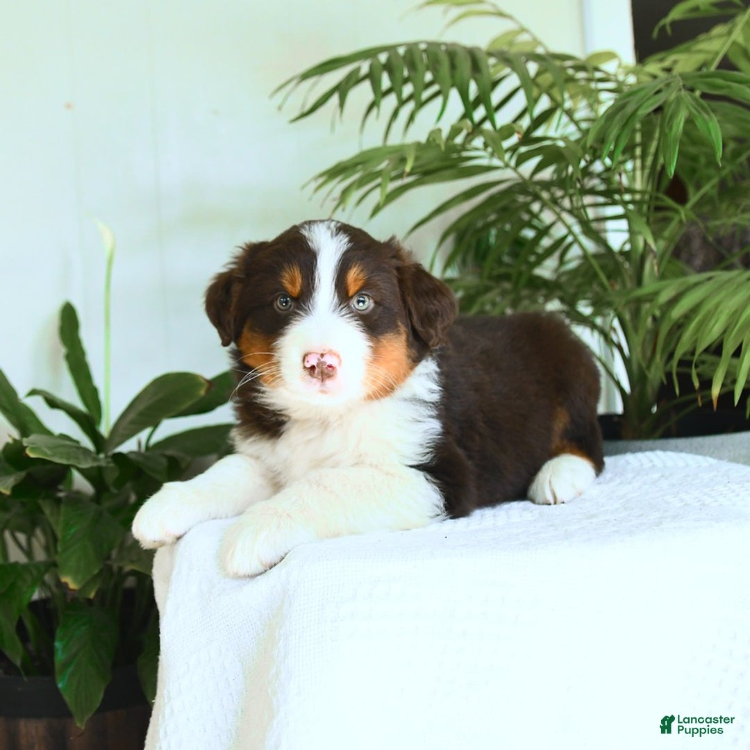Australian Shepherd dogs for sale: Butterscotch - Image 3