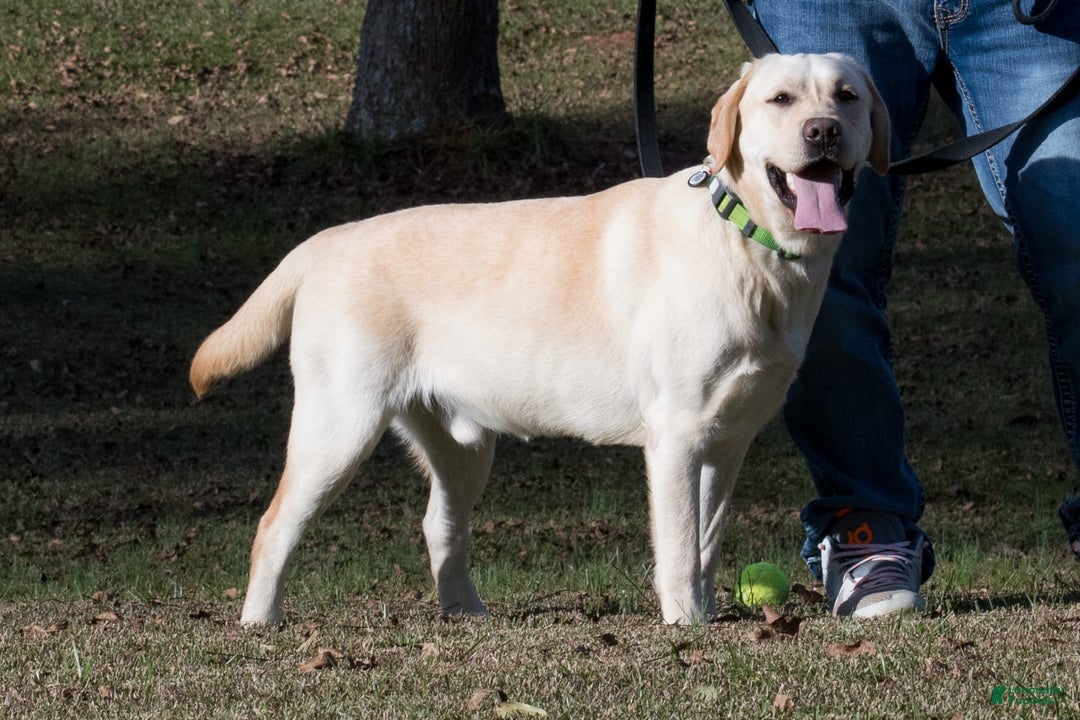 Labrador Retriever dogs for sale: Pixie - Image 6
