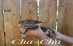 English Bulldog dogs for sale: Cha-Cha - Image 1