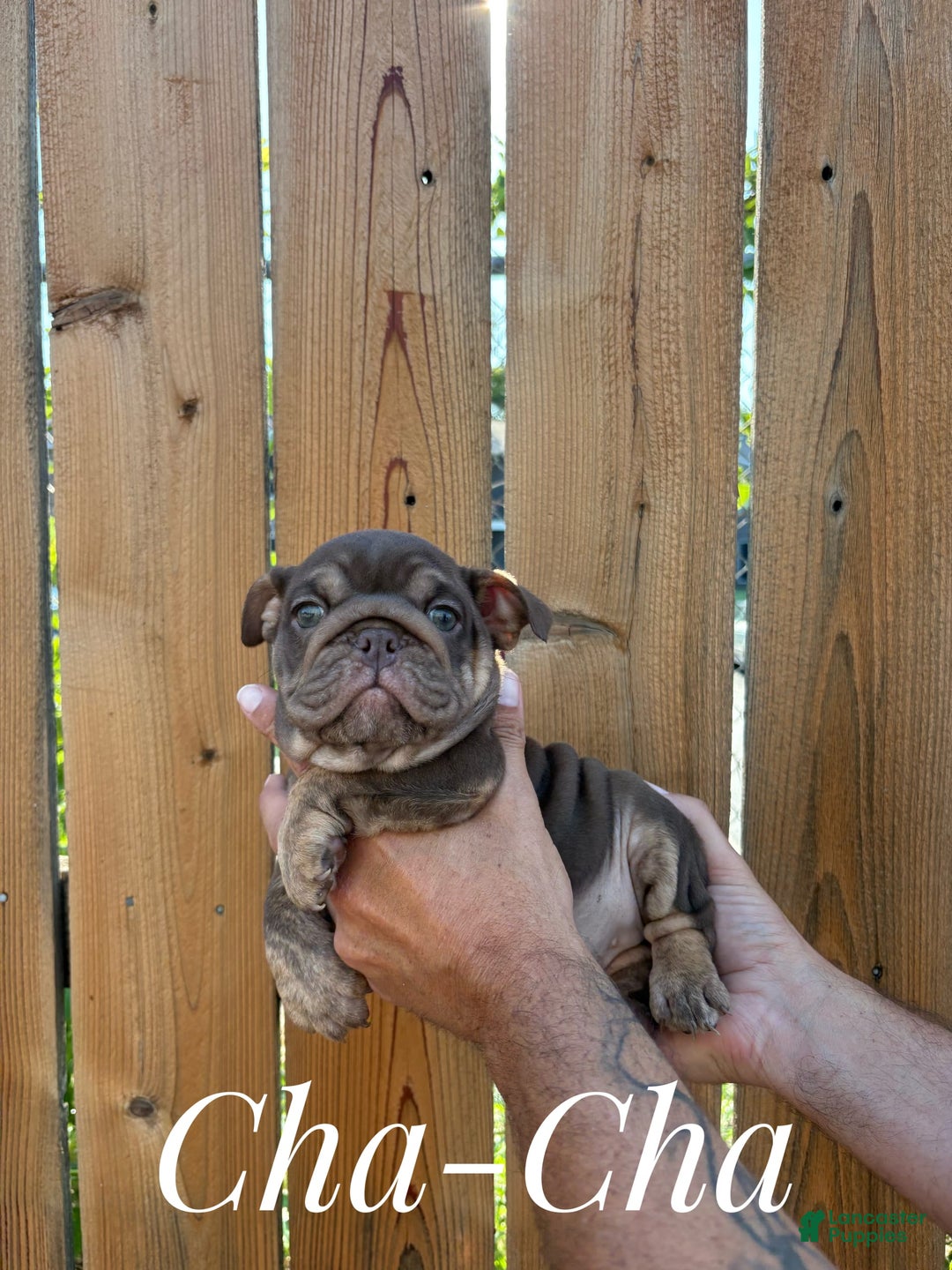 English Bulldog dogs for sale: Cha-Cha - Image 1