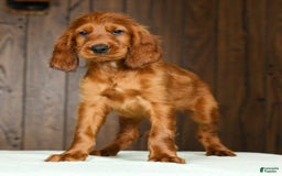 Irish Setter dogs for sale: Marley - Image 6
