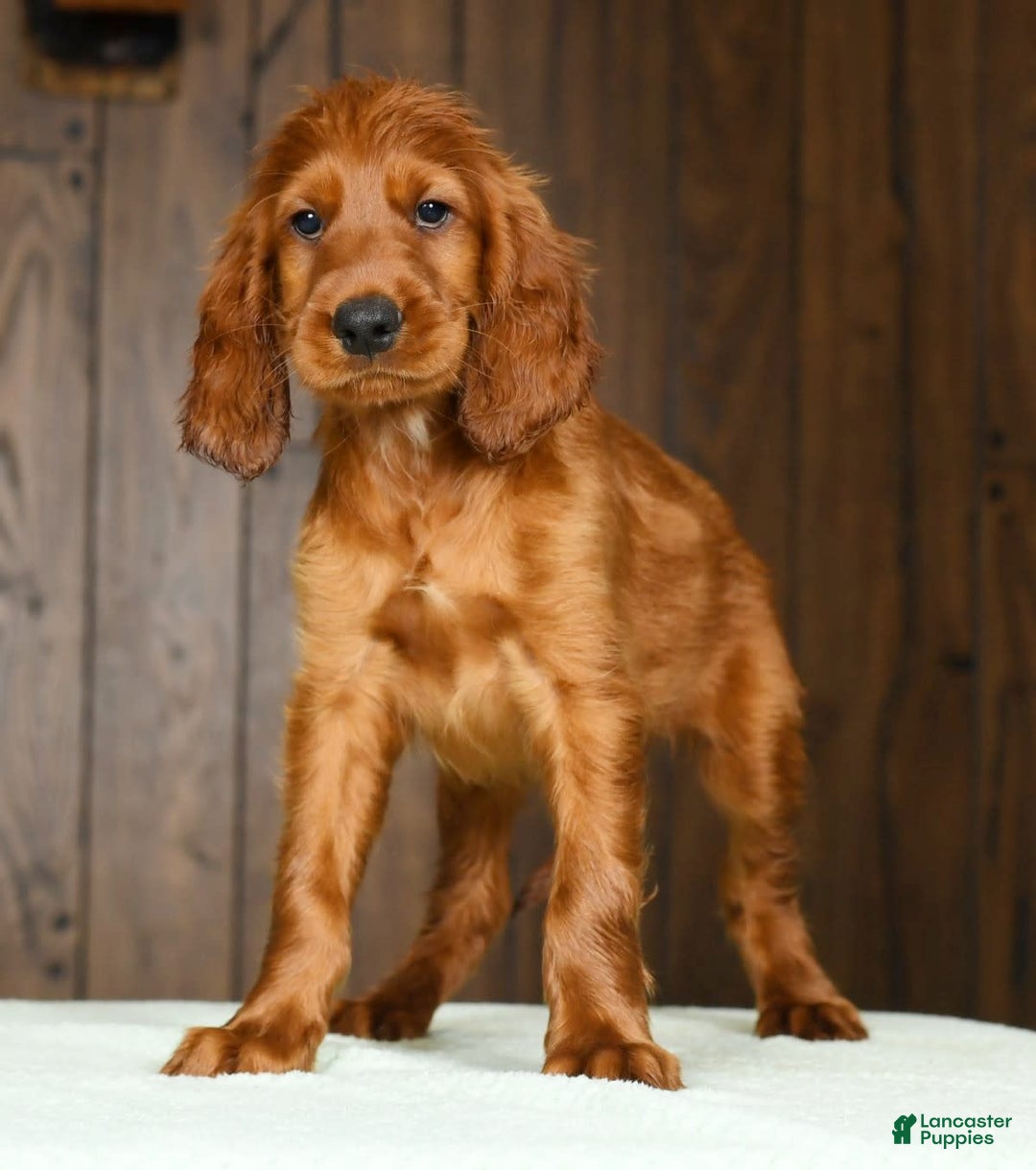 Irish Setter dogs for sale: Marley - Image 6