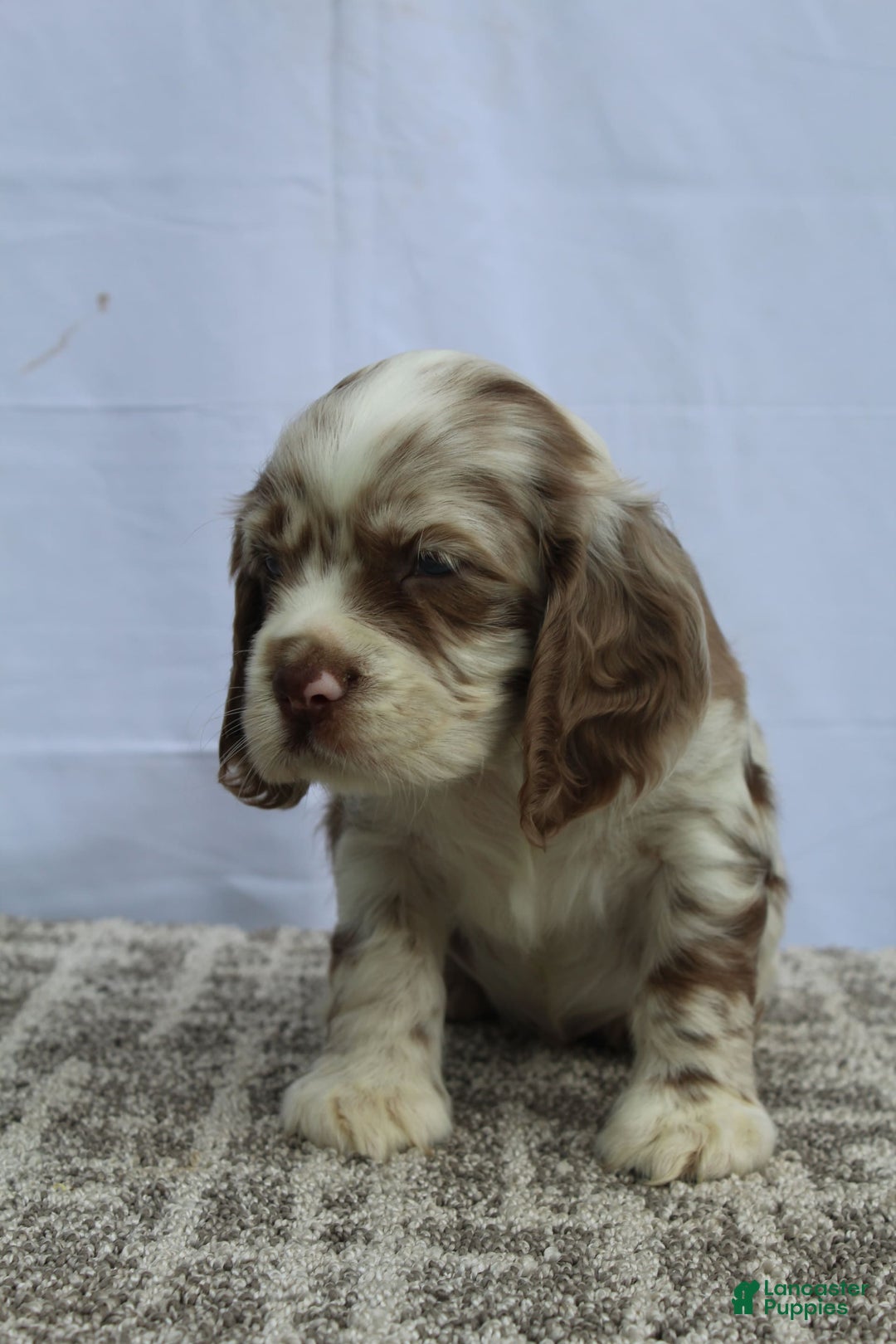 Cocker Spaniel dogs for sale: Reese - Image 3