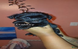 Shihpoo dogs for sale: Galaxy - Image 1