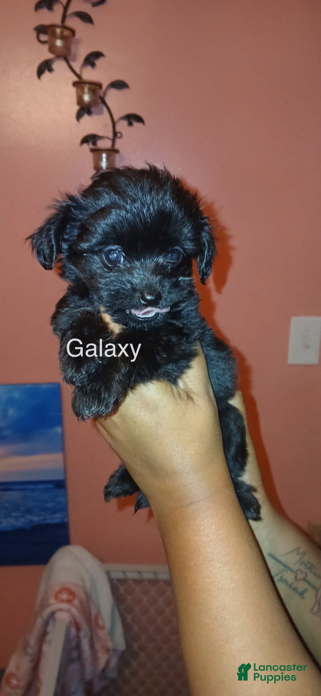 Shihpoo dogs for sale: Galaxy - Image 1