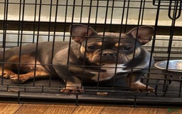 French Bulldog dogs for sale: Ben - Image 2