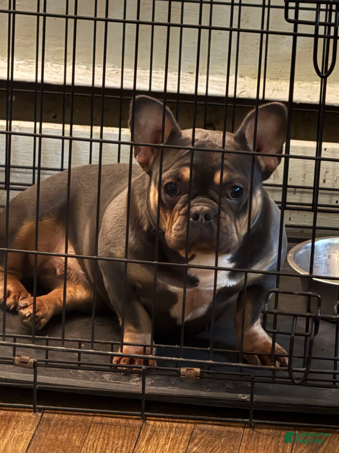 French Bulldog dogs for sale: Ben - Image 2
