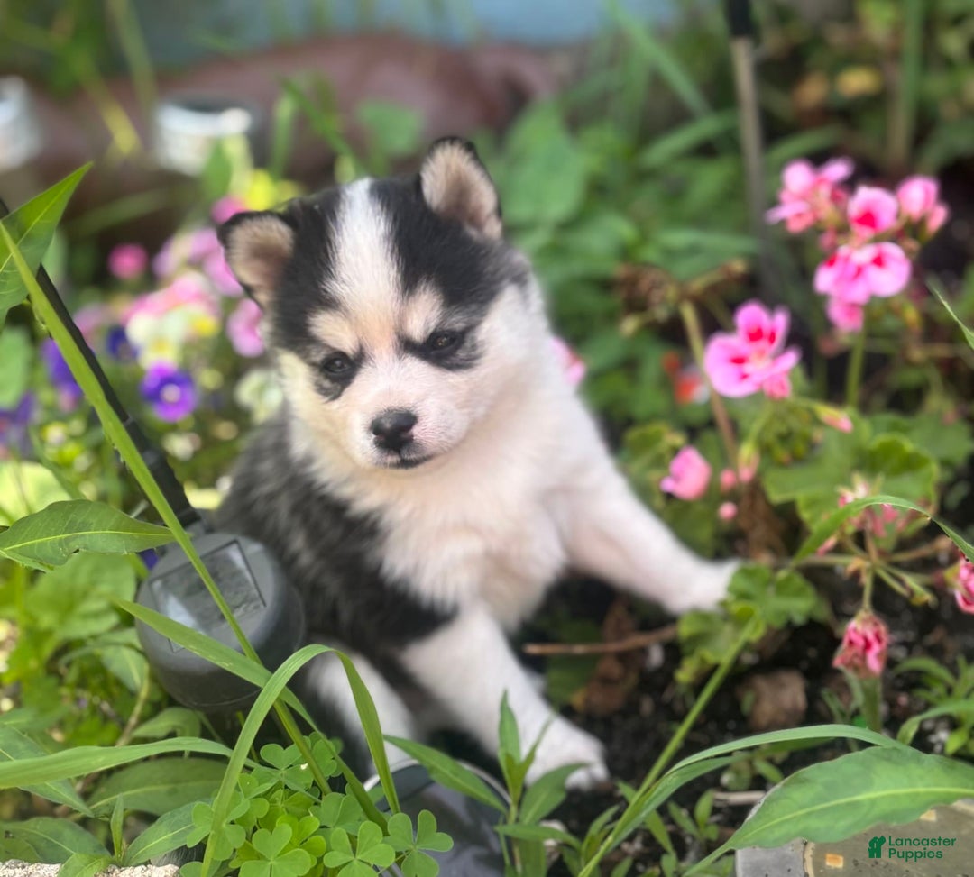 Pomsky dogs for sale: Mylo - Image 6