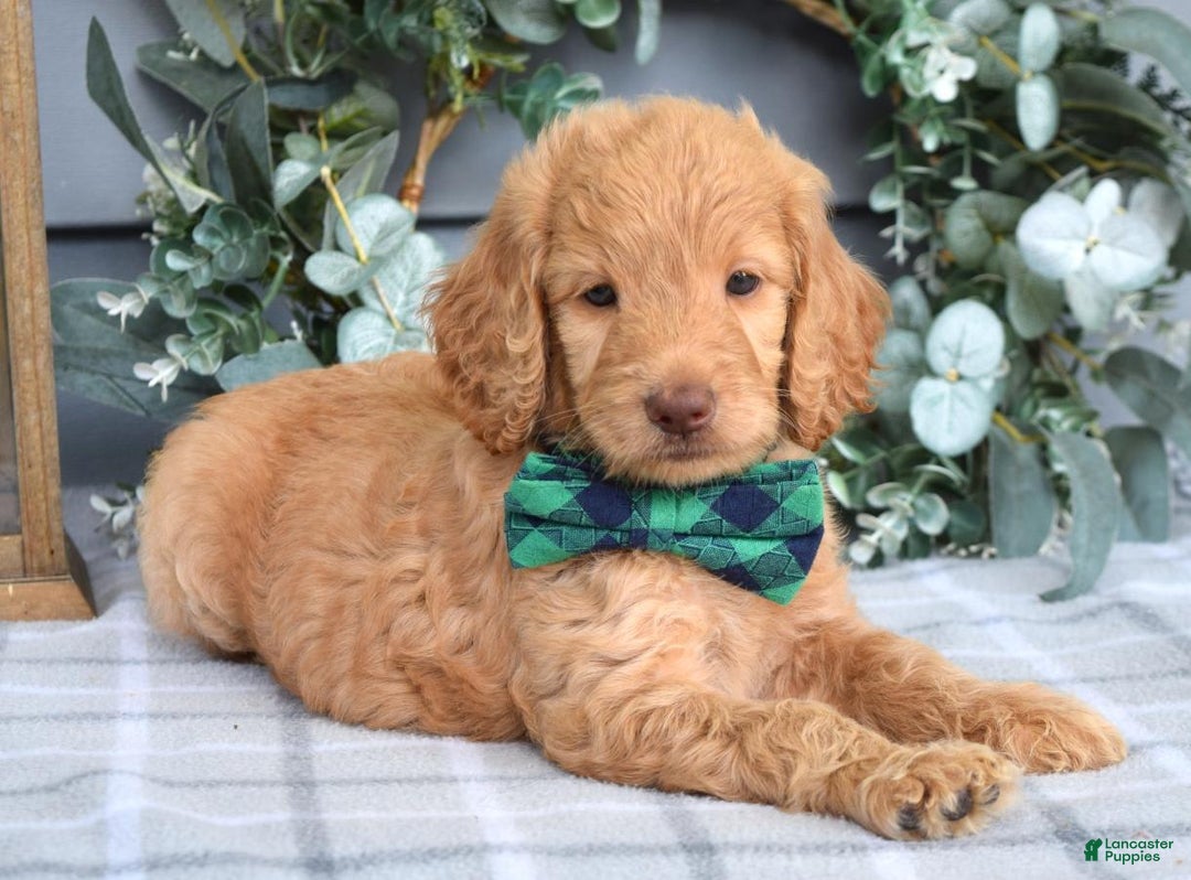 Goldendoodle dogs for sale: Alex - Image 1