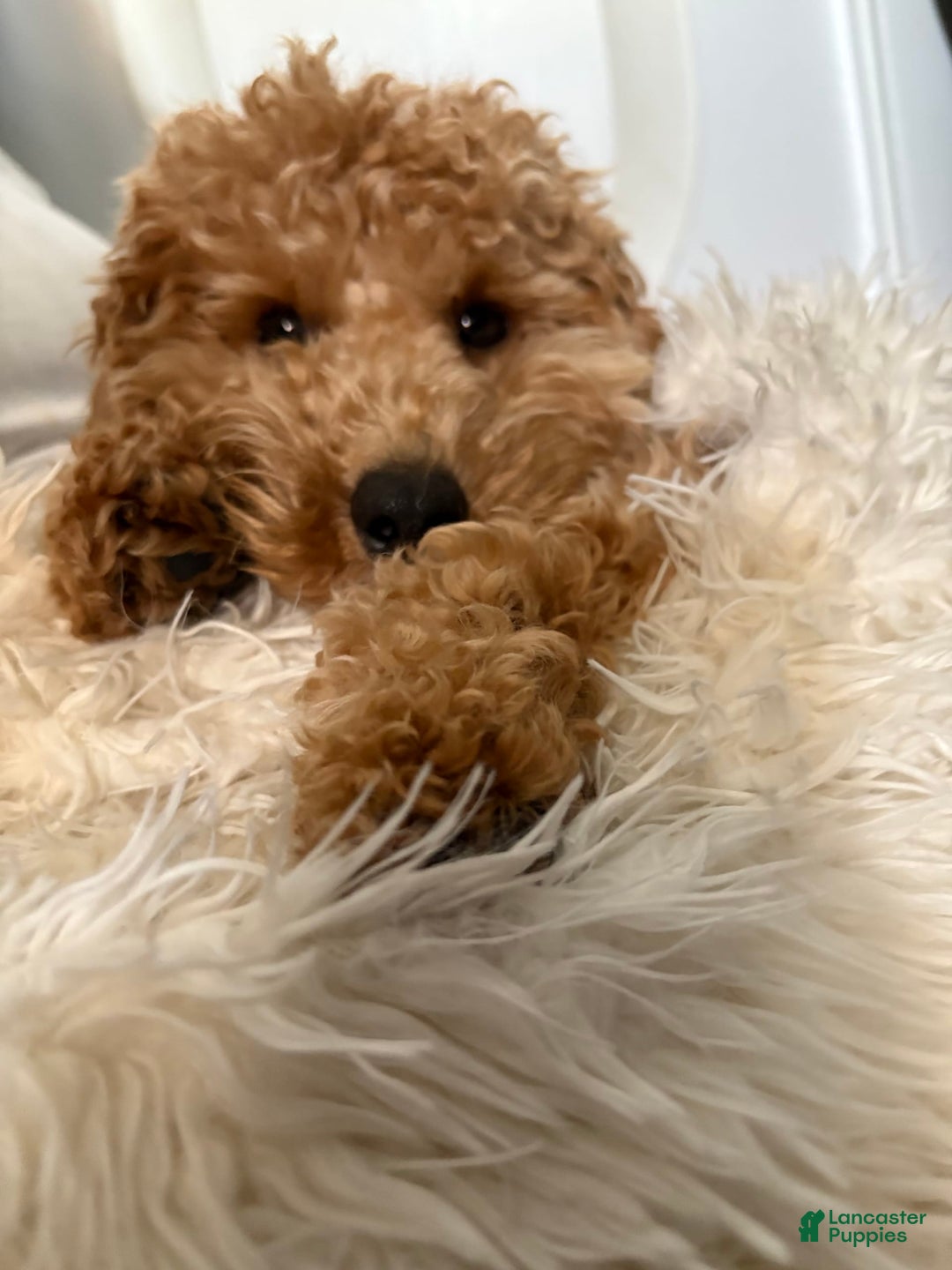 Toy Poodle dogs for sale: Silace - Image 12