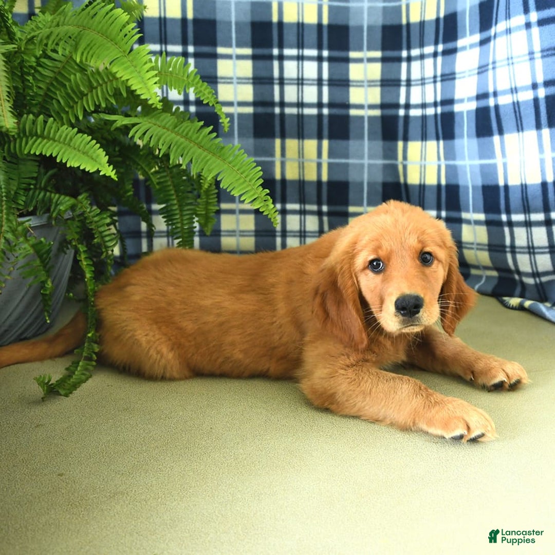 Golden Retriever dogs for sale: Linda - Image 9